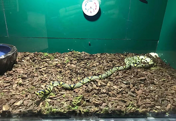 蛇文化展览馆第 35 张图片