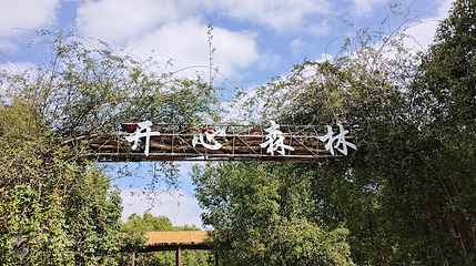 开心森林第 4 张图片