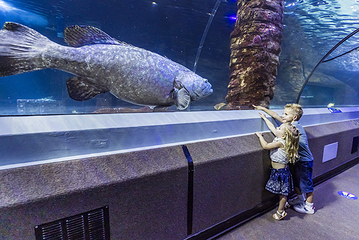 阳光海岸水族馆第 27 张图片
