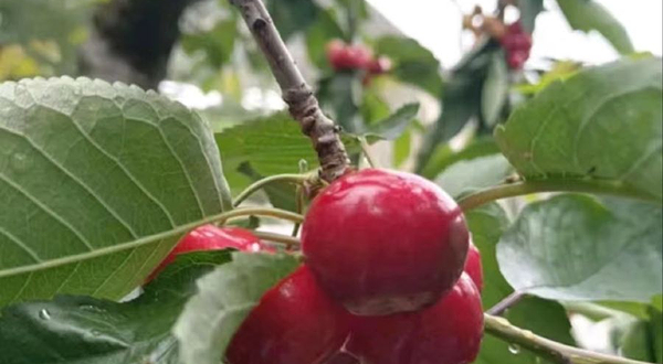 雁羌品红家庭农场