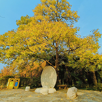 郑州黄河文化公园