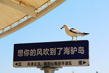 海驴岛第 27 张图片