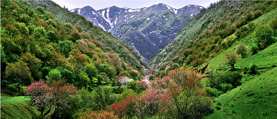 野核桃沟第 4 张图片