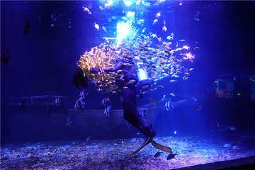 海昌海洋馆第 62 张图片