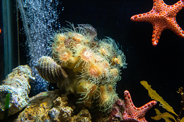 悉尼水族馆第 7 张图片
