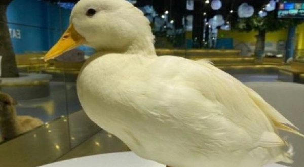 南宁柯尔鸭俱乐部