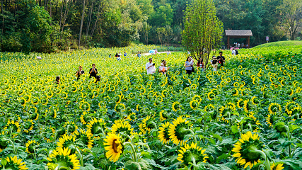 英山四季花海景区第 20 张图片