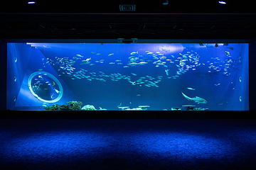 DMM Kariyushi水族馆第 5 张图片