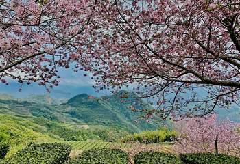 阿里山国家风景区第 45 张图片