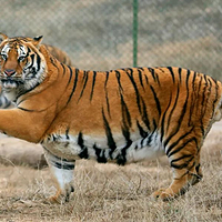 焦作市森林动物园