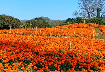 香遇百花园第 14 张图片