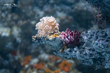 重庆汉海海洋公园第 40 张图片