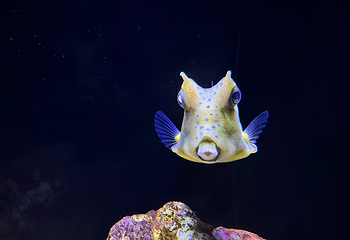 上海海洋水族馆第 28 张图片