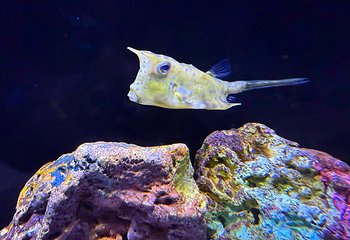 上海海洋水族馆第 51 张图片
