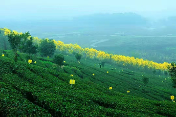 茶趣园第 61 张图片