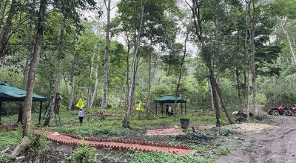 野牛塘热带森林生态古茶园