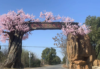 江南(芜湖)樱花文化园第 1 张图片