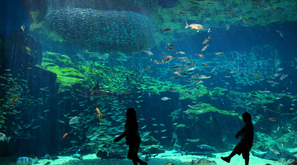 九十九岛水族馆第 12 张图片