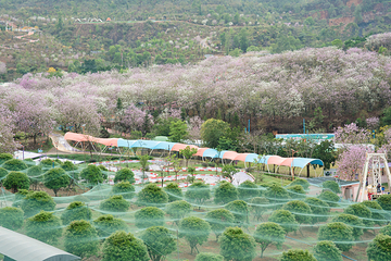 蓝田紫林旅游度假区第 103 张图片