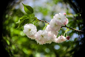 东湖樱花园第 30 张图片