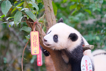 成都大熊猫繁育研究基地第 65 张图片