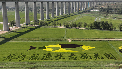 黄河稻渔生态观光园第 36 张图片
