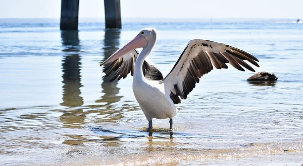 野生动物海岸巡游