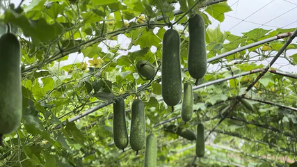 来宾自由熊创意农场第 18 张图片
