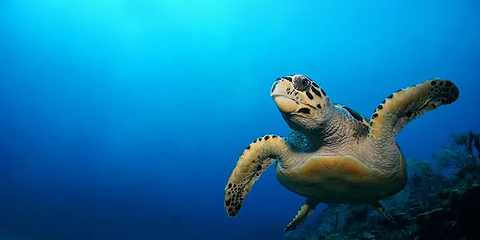 国家海洋生物中心第 6 张图片