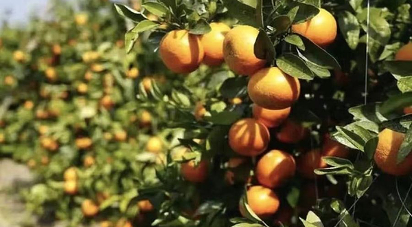 西山坪国际慢城花海