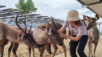 Tien Tien农场和动物园