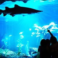 釜山SEA LIFE水族馆