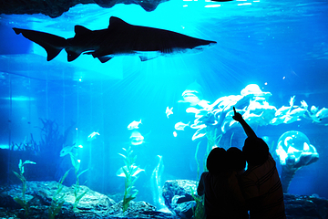 釜山SEA LIFE水族馆第 9 张图片