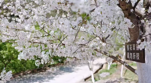 温州樱花园