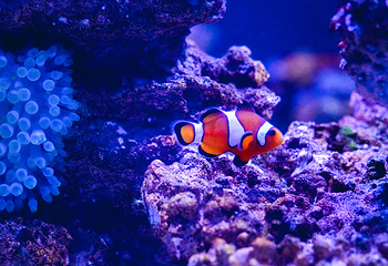常州海昌海洋探索馆第 40 张图片