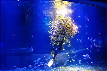海昌海洋馆第 64 张图片