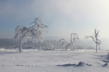 雪乡狗熊岭景区第 55 张图片