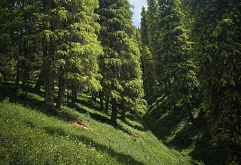南山牧场西白杨沟景区第 76 张图片