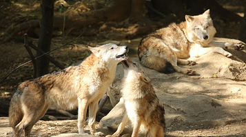 红山森林动物园-新狼馆