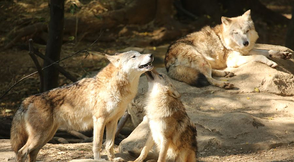 红山森林动物园-新狼馆