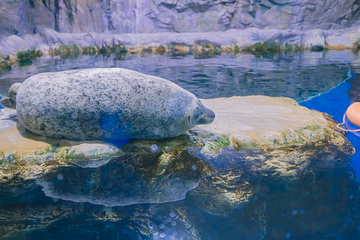 济州岛Aqua Planet水族馆第 37 张图片