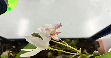 川北活体昆虫博物馆第 17 张图片