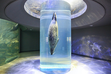 济州岛Aqua Planet水族馆第 40 张图片