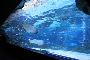 Sea Life COEX水族馆第 3 张图片