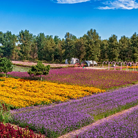 一马树森林公园