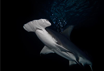 佐治亚水族馆第 6 张图片