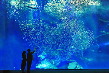 茨城县大洗水族馆第 12 张图片