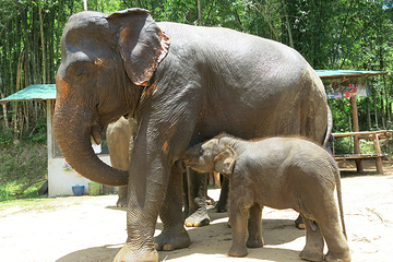Bamboo Elephant Family Care第 9 张图片