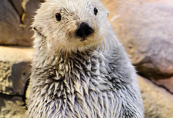 佐治亚水族馆第 9 张图片
