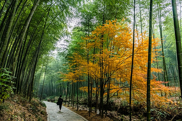 天目湖南山竹海第 135 张图片